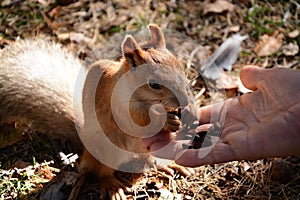 A man feeds a squirrel